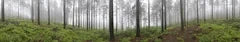 Misty pines