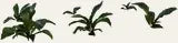 Anthurium
