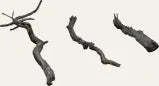 Dry branch