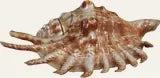 Conch shell
