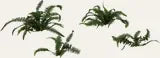 Fern