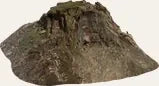 Tree stump